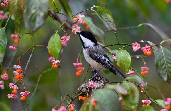 Quel est l'impact environnemental de passer à une huile moteur synthétique pour une Toyota Prius?