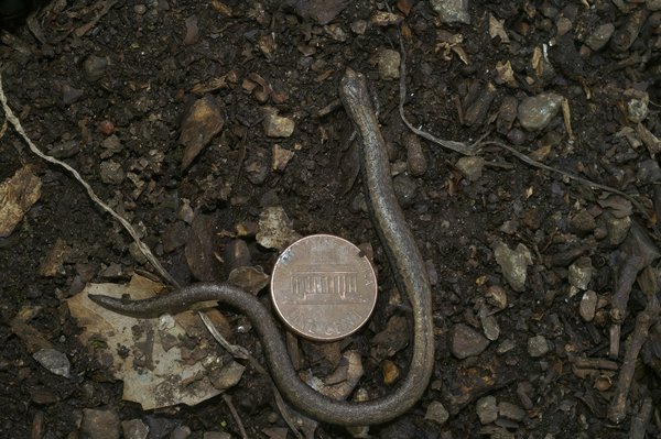 Comment différencier les plaquettes de frein en céramique de celles en métal fritté pour une voiture urbaine?